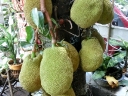 vientiane (18)